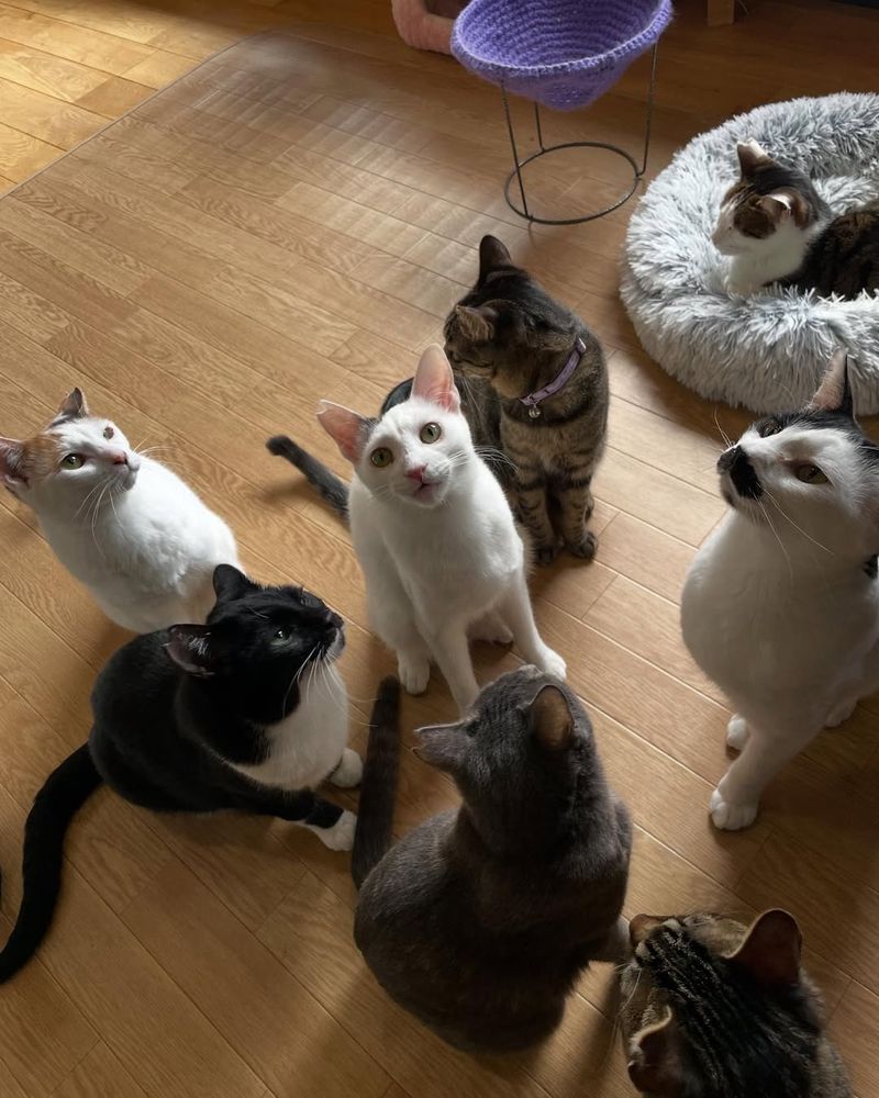 An image showing some of our feline who really need your help and they can't work for themselves it's you to help them 