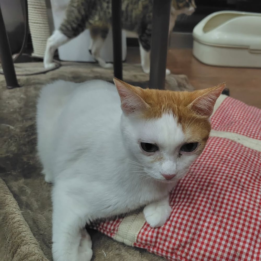 Omelda out of his shelter wanting to play with me ans making good naps 