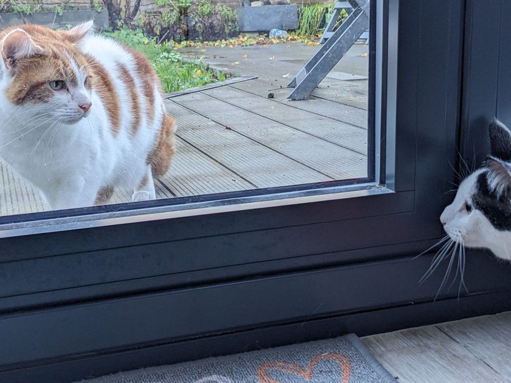 A big ginger and white cat looking in through some bi-fold windows, staring angrily at a smaller black and white cat. Cat standoff 