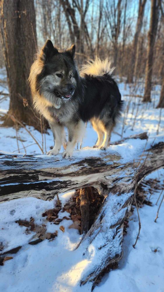 A large, fluffy dog poses on a snow covered log. The dog is back lit by golden sunset light. 