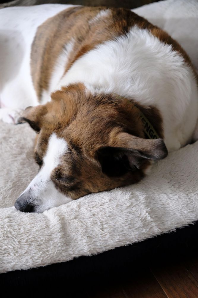 A white and brown dog lying in his white bed with his nose on the edge of the bed, sleeping