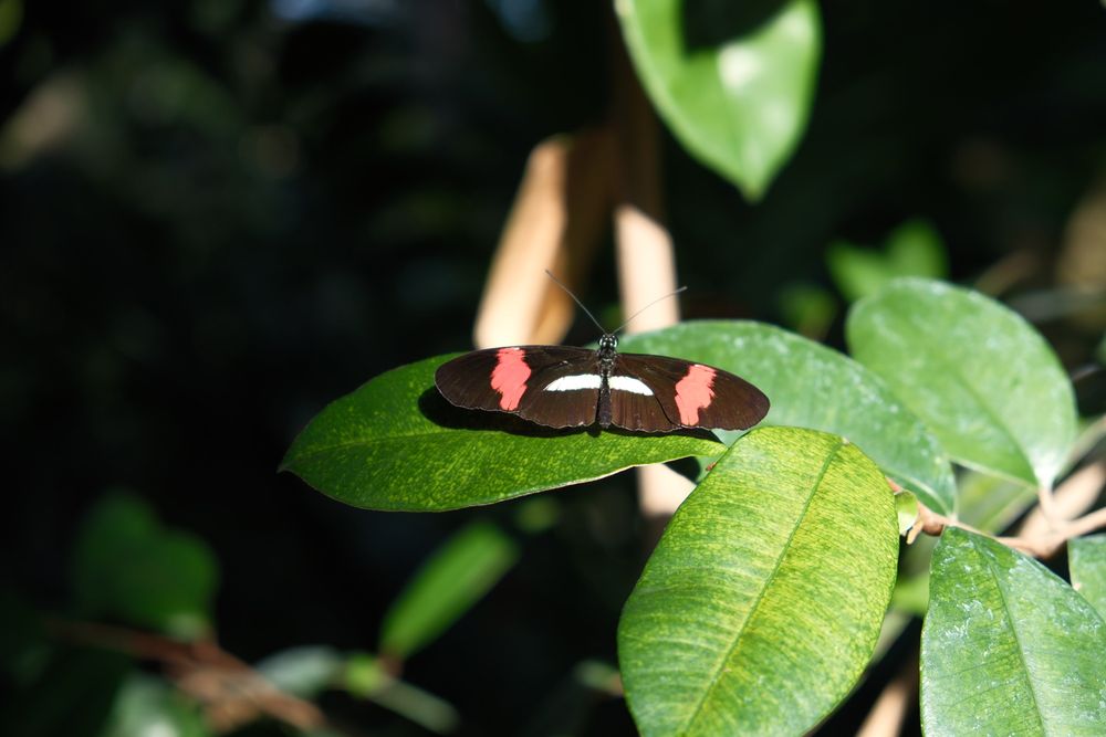 Red Postman butterfly on a leaf