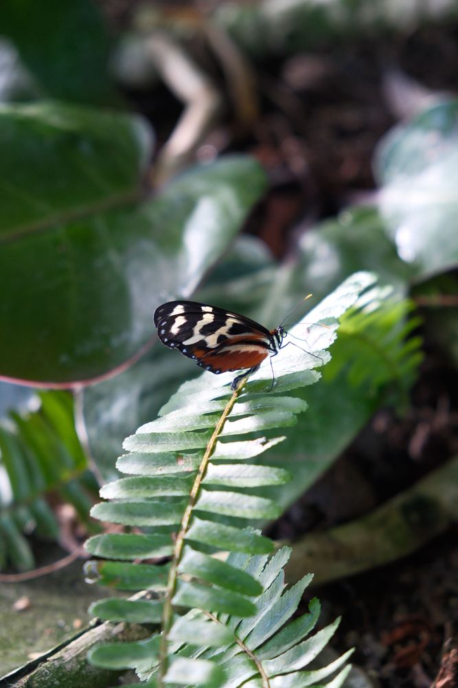 Mechanitis Polymnia butterfly on a leaf