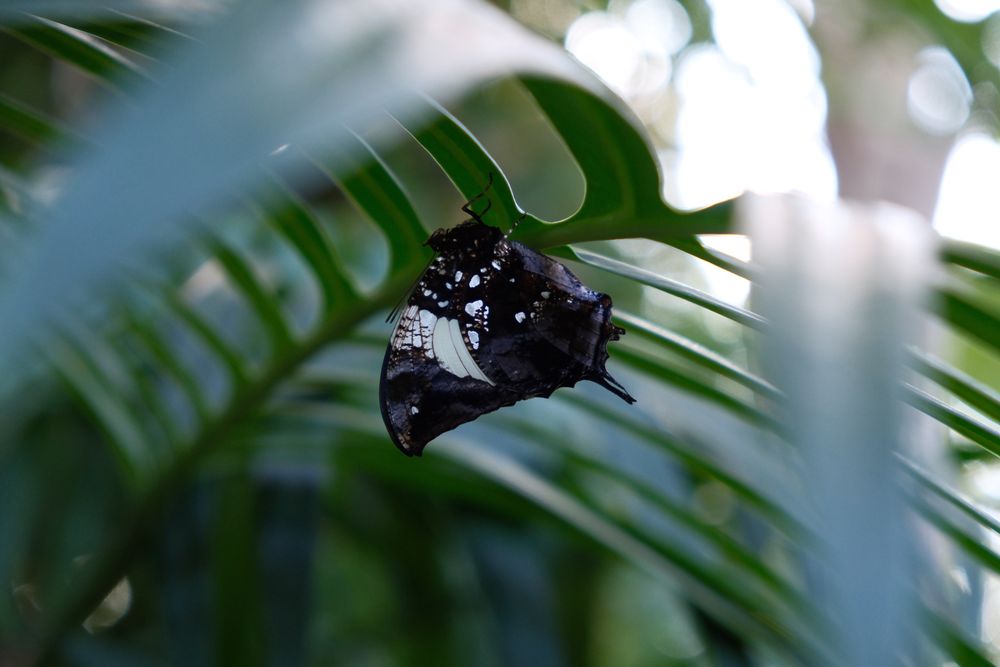Hypna Clytemnestra butterfly on the underside of a leaf