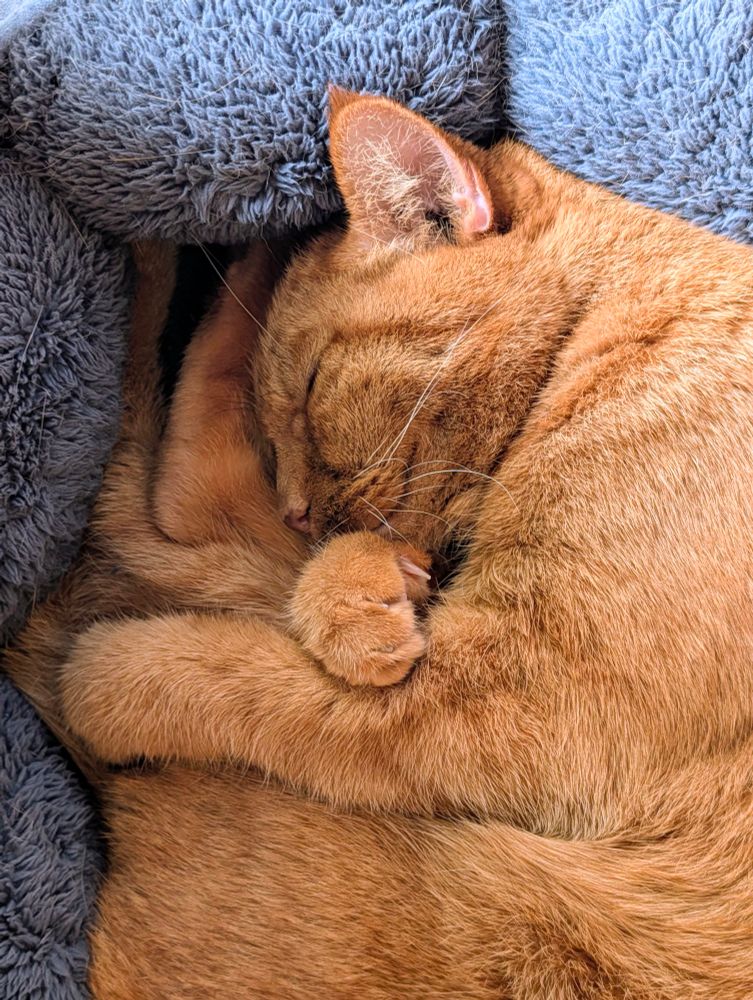 Pumpkin the orange cat sleeps curled up tight in his smol bed, front paws tucked into his chin. 