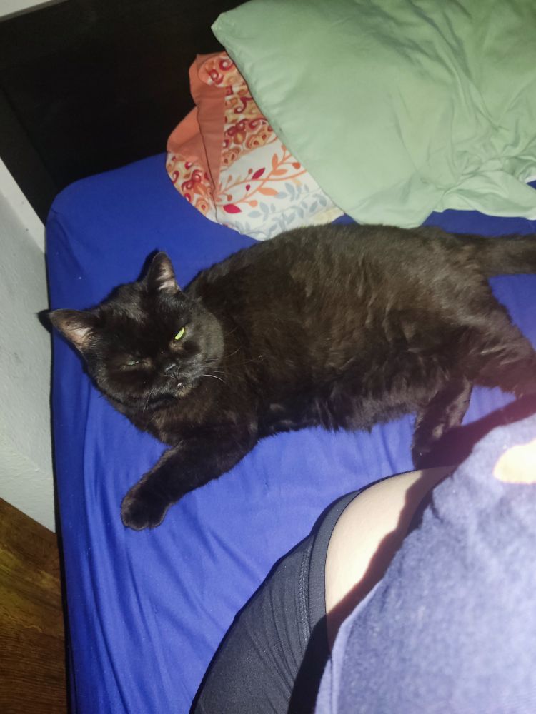 Auf einem blauen Bettlaken liegt mein dicker schwarzer Kater. Genau so unter meinem Kopfkissen auf meiner Seite, dass ich mich nicht hinlegen kann.