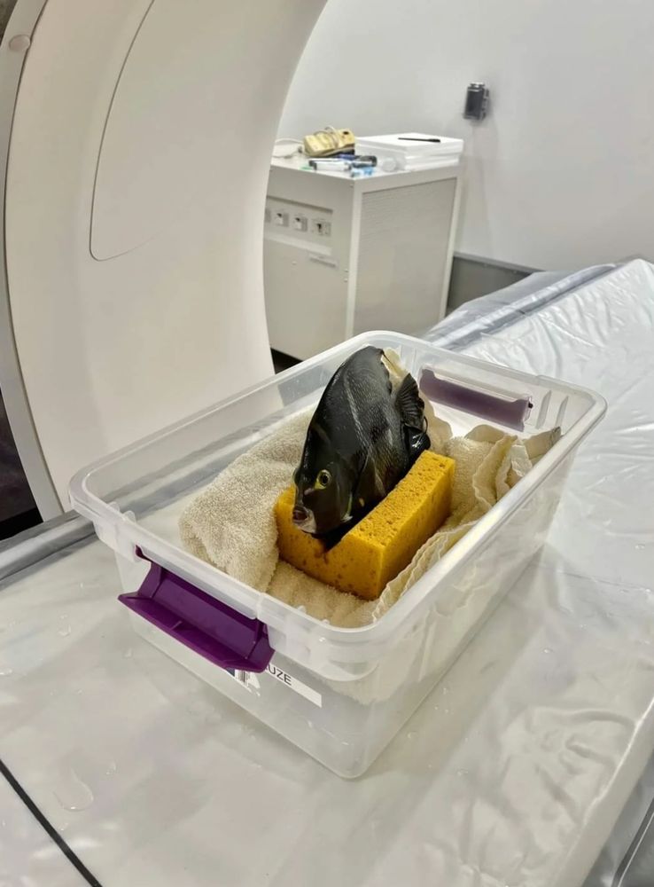 A fish being stood upright by a sponge in a tub full of water on top a CT scanner table.