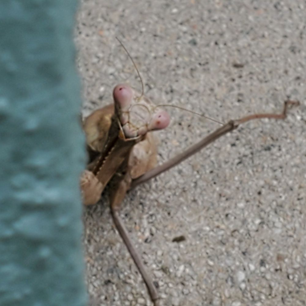 Closeup of praying mantis peeking around corner of building
