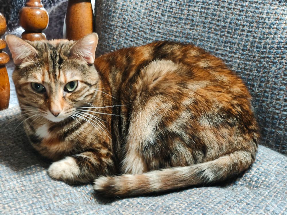 A multicolored striped cat says curled up in a blue-gray fabric chair with wooden arm rests
