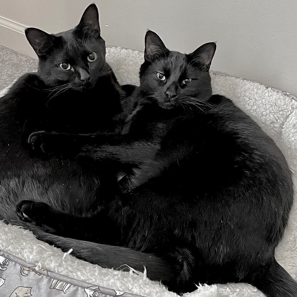 Two big cats in a small bed. 