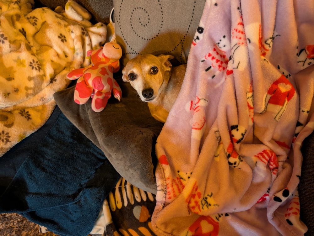 A little brown dog wrapped up in blankets.