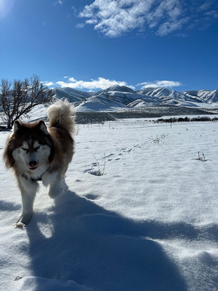 Hudson walking on some snow