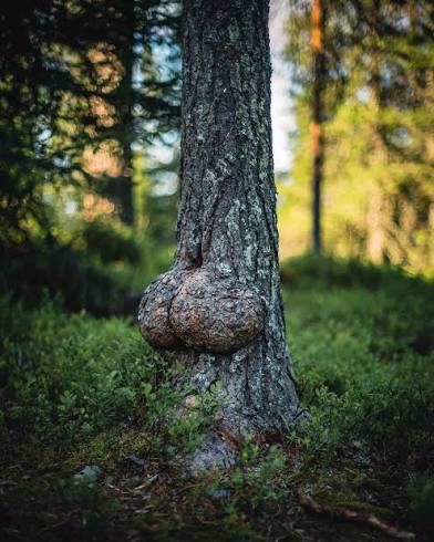 A pine tree with dat ass