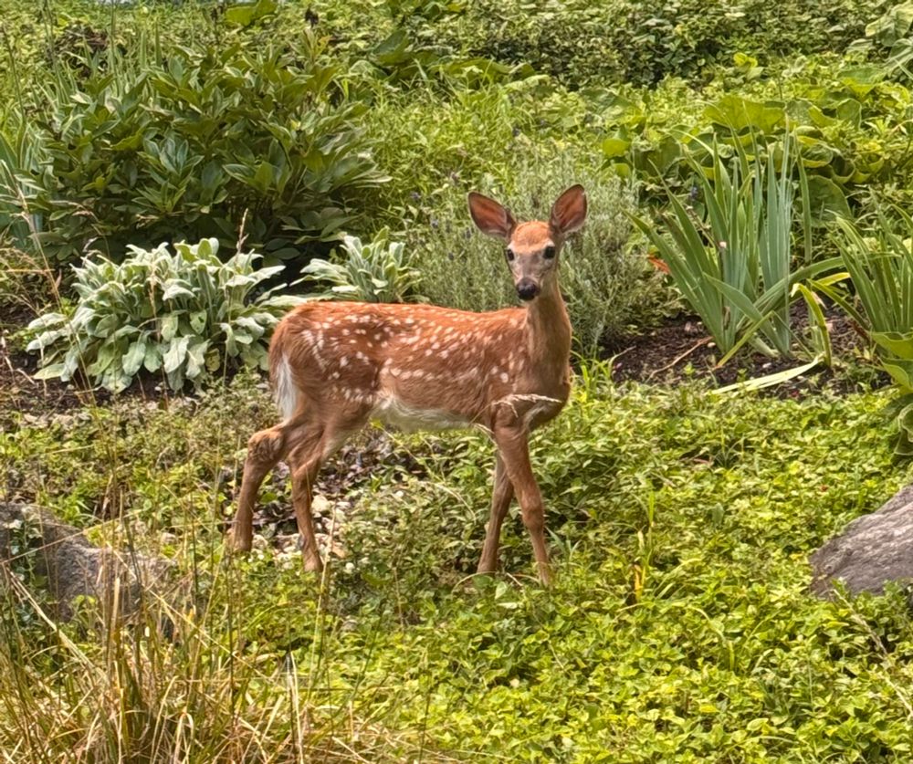 Baby deer treating perennial garden as salad bowl 