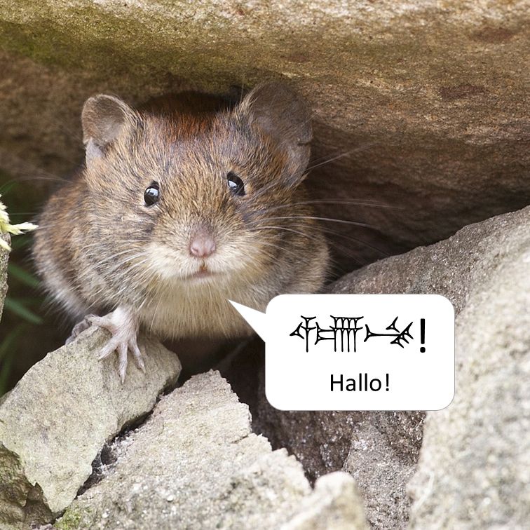 Eine Maus schaut zwischen Steinen hervor. Vor ihr eine Sprechblase mit dem Wort "Hallo" und alten Keilschriftzeichen.