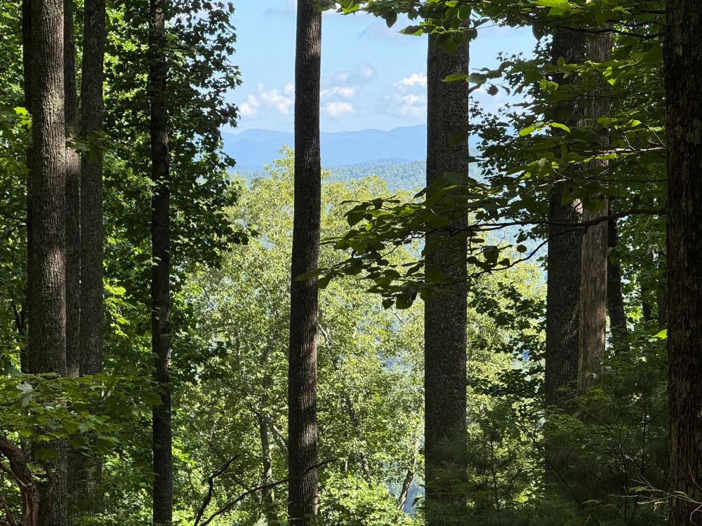 View of the mountains through the trees.