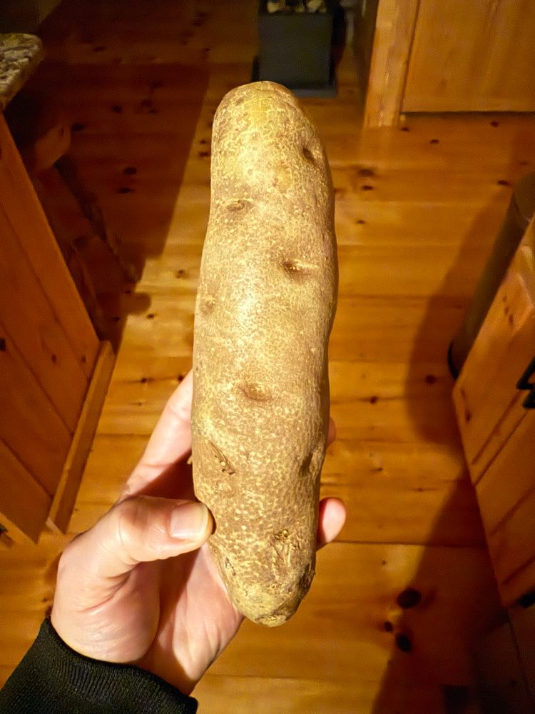 Me holding a very long and narrow russet potato in my hand.