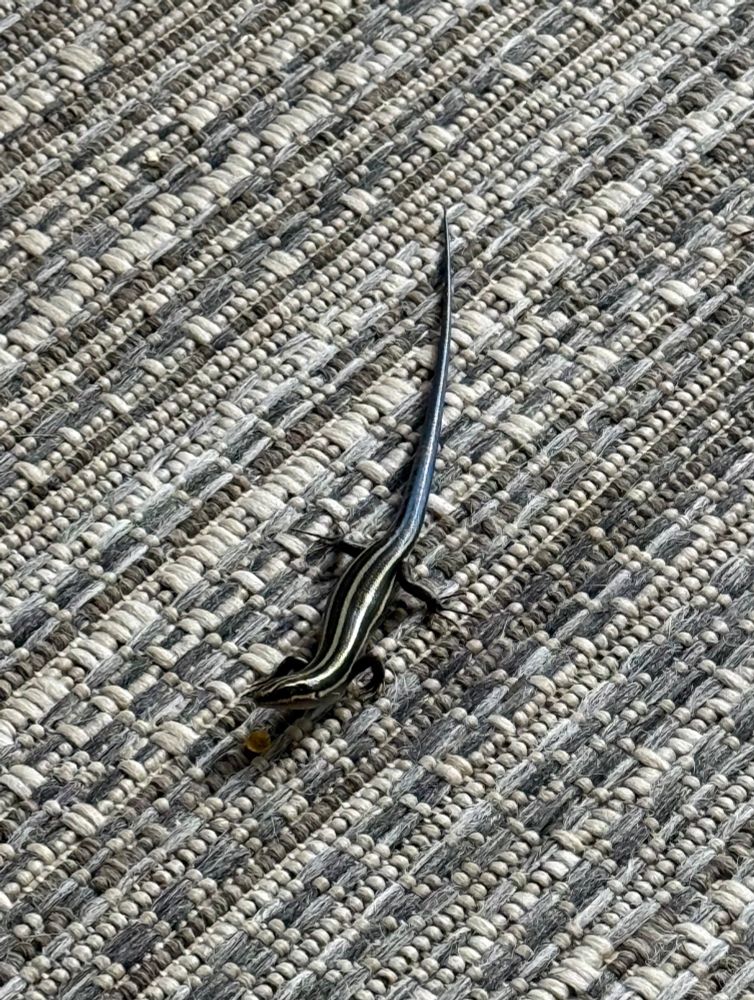 A blue-tailed skink hanging out on a rug.