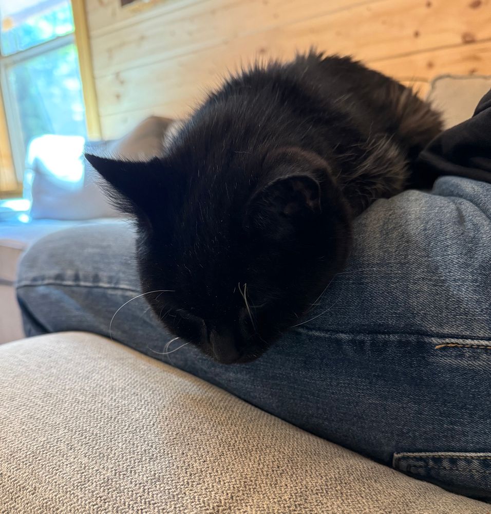 Black cat asleep on a lap.