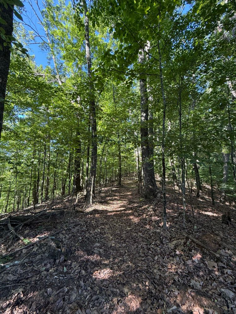 Undeveloped woodlands with leafy trees and a natural walking path.