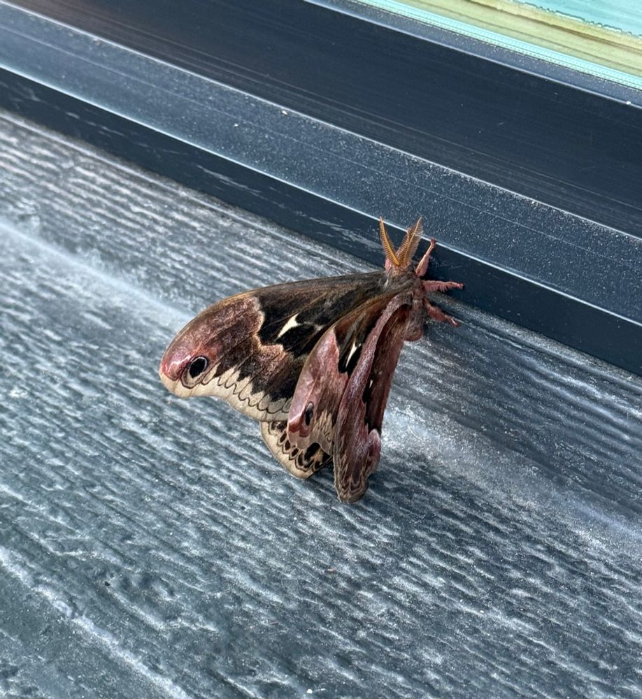 Large brown moth sitting on windowsill of tea shop.
