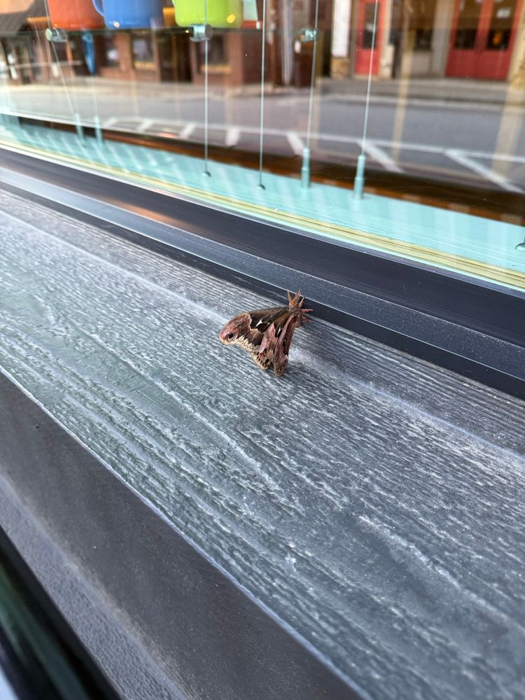 Large brown moth sitting on windowsill of tea shop.