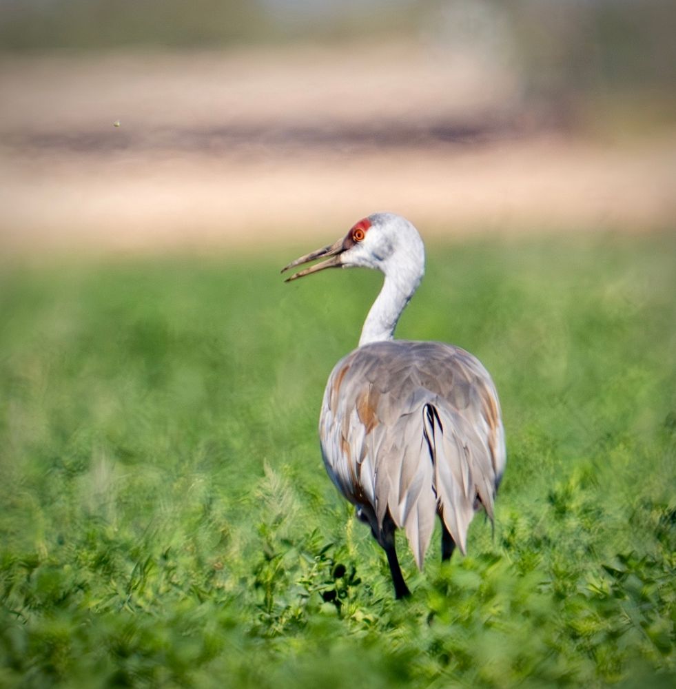 Sandhill crane walking away from me