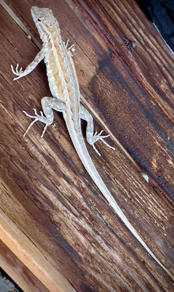 Side-blotched lizard splayed out on a piece of wood. 