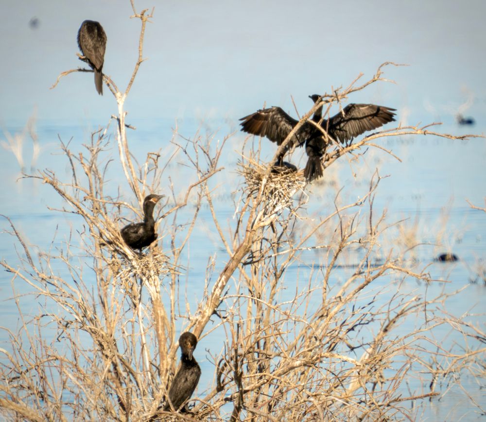 These 5 look like juvenile neotropic cormorants with dark brown neck and chest. 2 are standing on tiny nests, 1 is sitting in a nest facing away from me, one has its wings spread with its back to me. Another, perched on a top branch in this dead tree, has its back to me. 