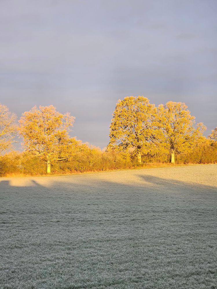 Three oak trees in a hedge line with a frost covered open grass field in front and dark clouds behind. The bright early morning sun is shining on the trees and hedge making them look golden.