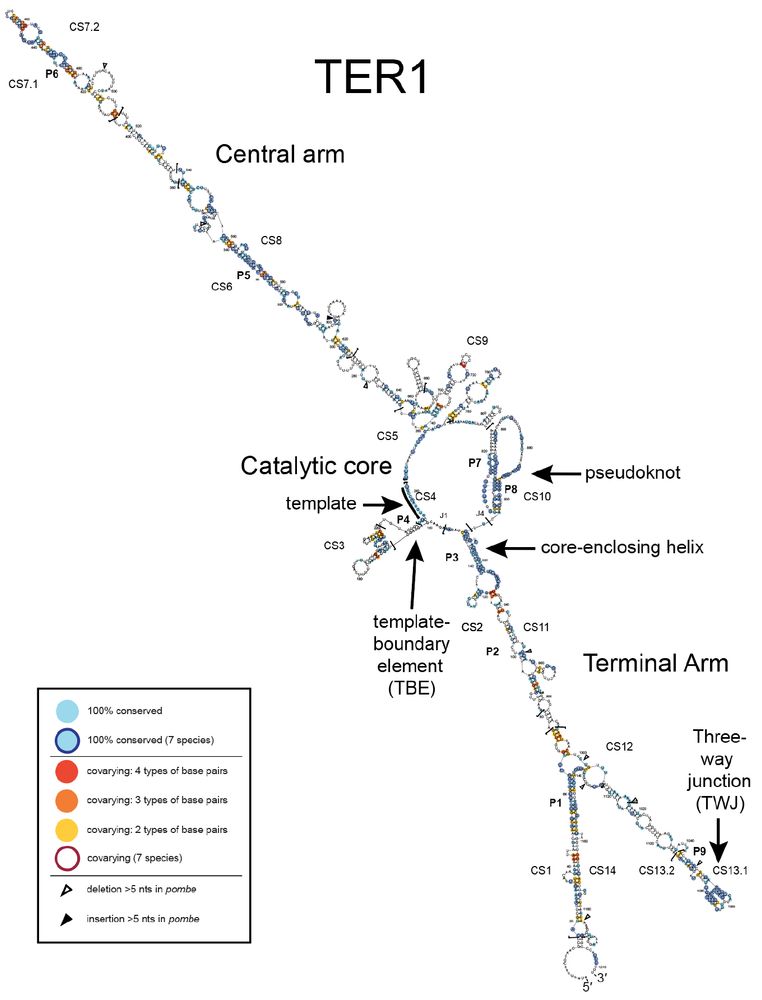 The 1212 nt fission-yeast S. pombe telomerase RNA (TER1) secondary structure, determined by phylogenetics and bioinformatics