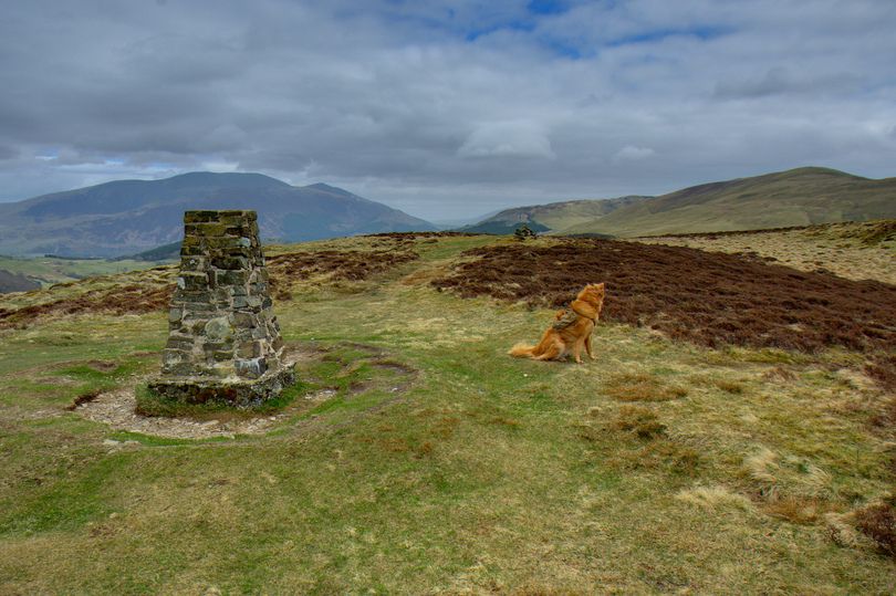 On a grassy fell stands a stone built trig point to the right and a ginger border collie X golden retriever in a harness sits to the left looking out over the fells.