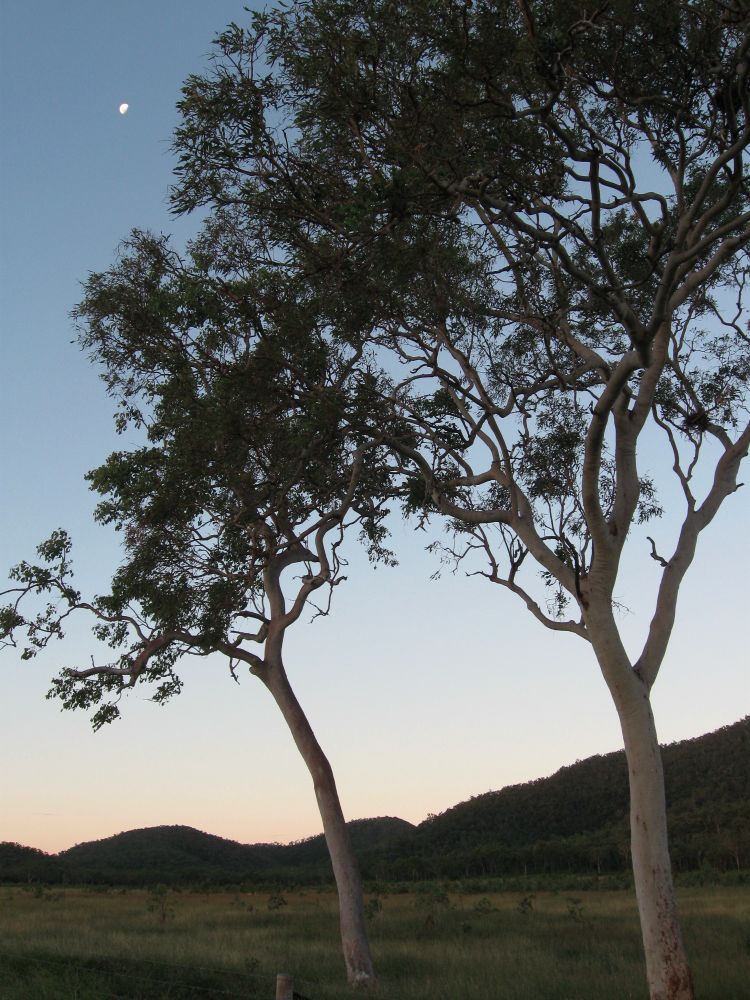 Photograph of two gum trees taken as the sun is going down. The moon can be seen in the sky and there's a faint glow from the last of the sun behind the hills in the background.