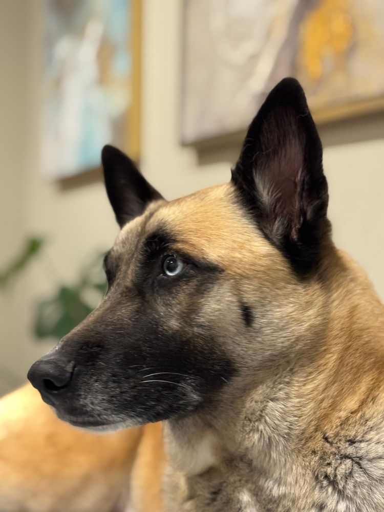 A dog at home with treats on her mind 