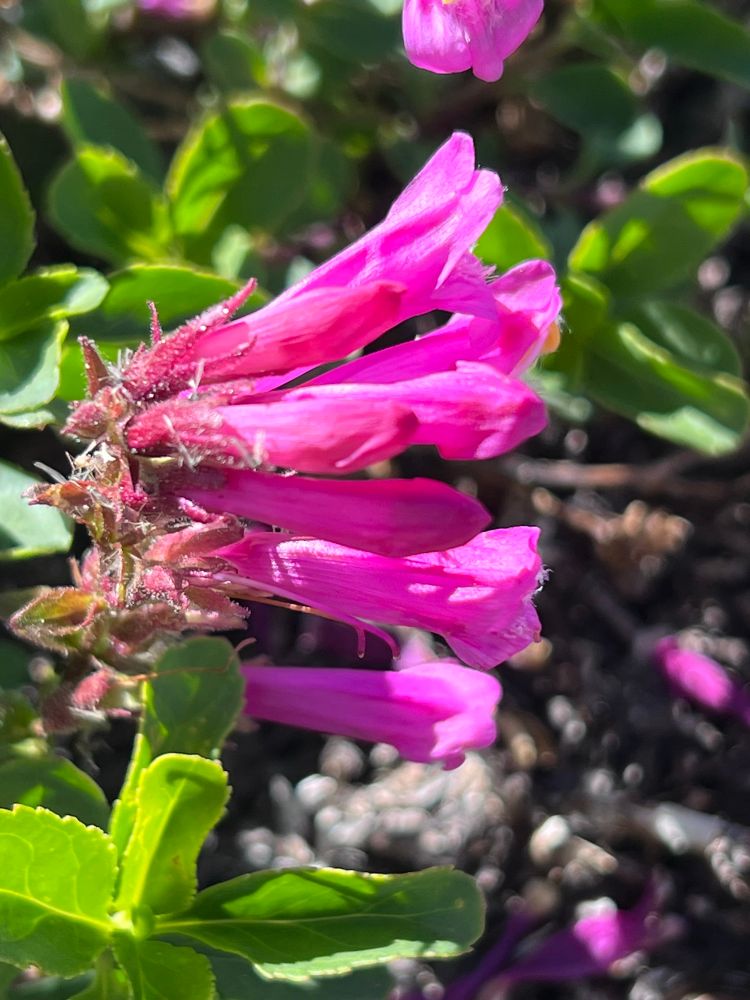 Mountain pride, Penstemon newberryi