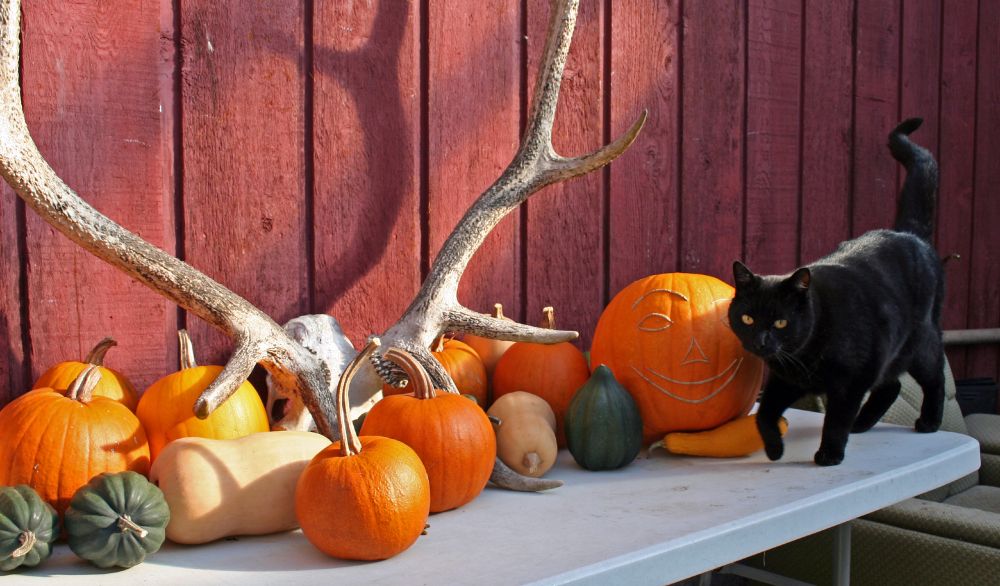 Black cat with pumpkins, gourds, and elk antlers on a table top, barn red siding in the background.