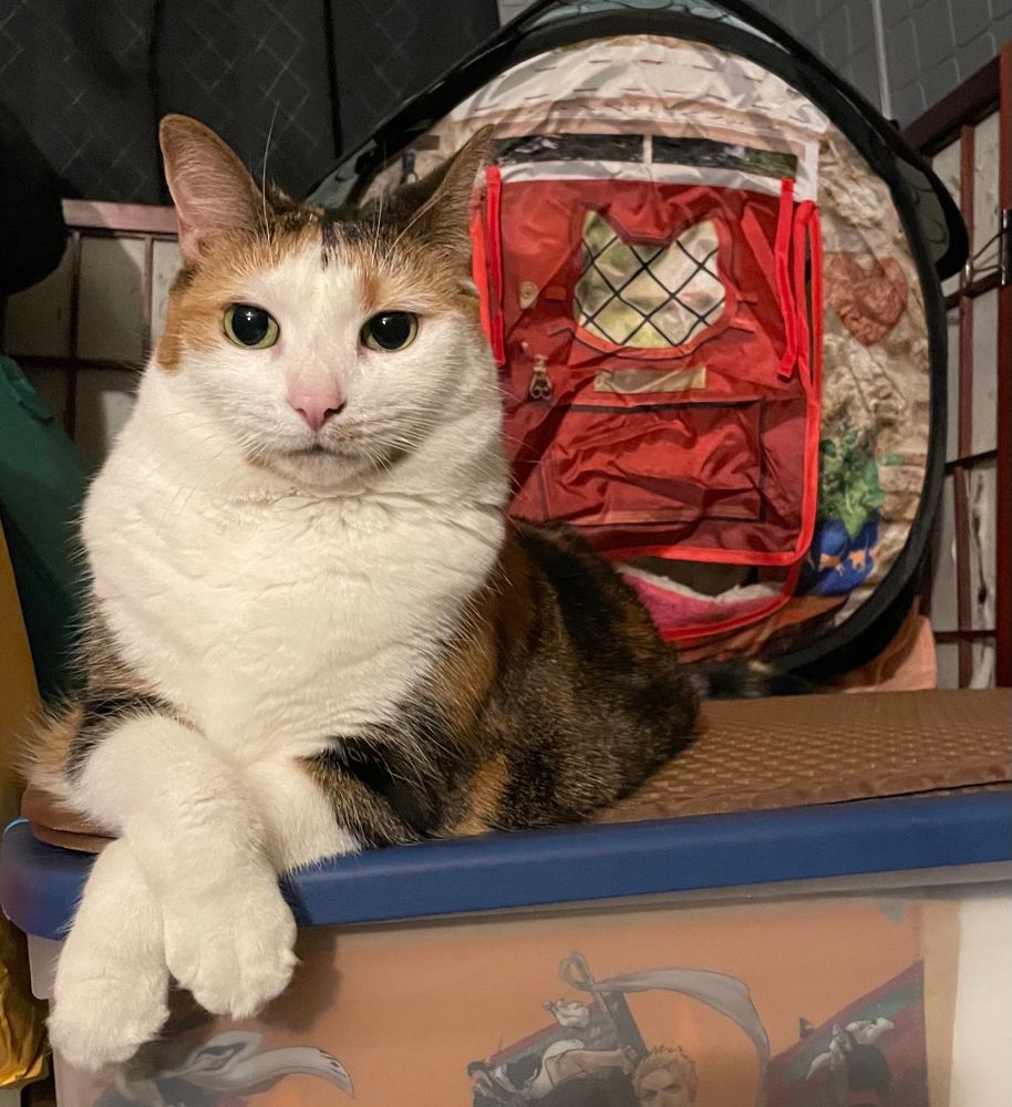Gracie the senior declawed calico cat loafing on the bin patio