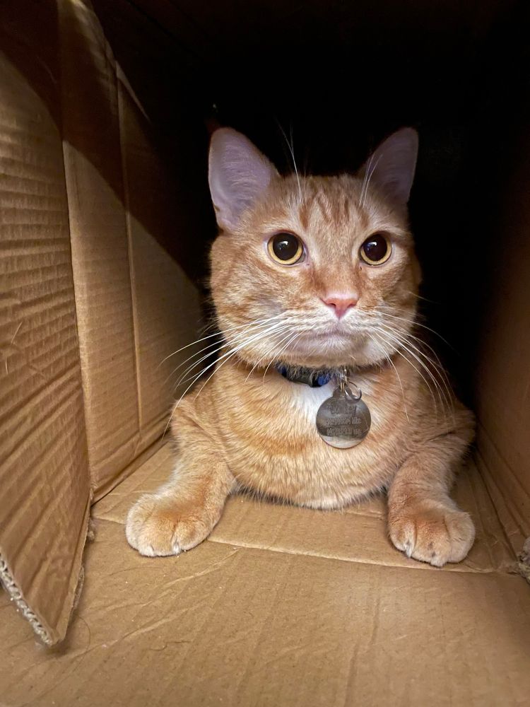 Bombay the orange cat inside a cardboard box