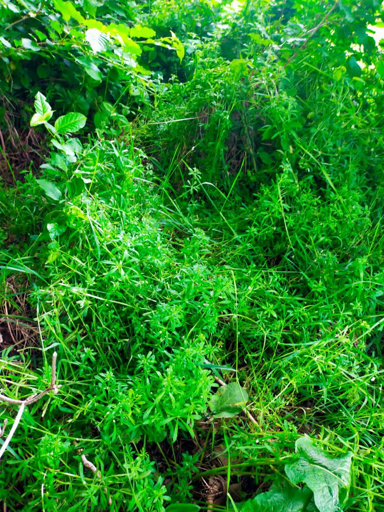 A patch of cleaver under the elder trees. I go in with an overall and gloves and pull it out as well as I can -before it is in seeds. 