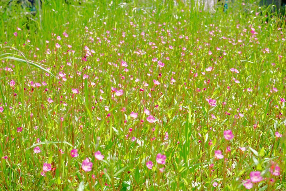 久しぶりの田舎暮らしで思うのは花や虫の名前を知らない、または忘れているということ。その都度調べてる。これはアカバナユウゲショウ