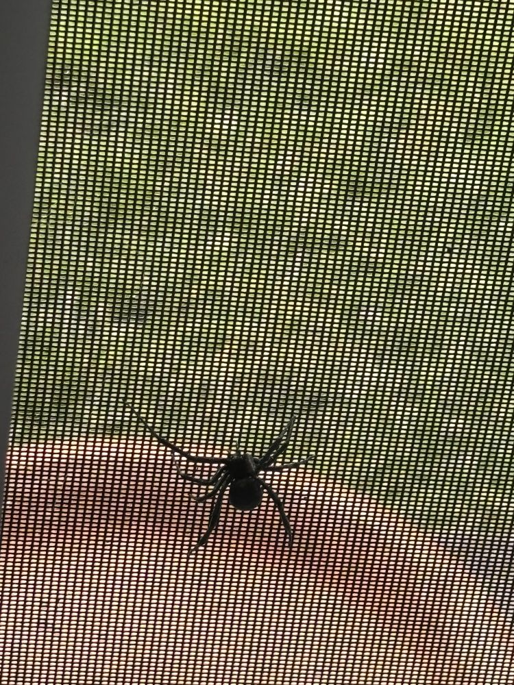 Black widow spider on a screen on the other side of which is some lawn and a terracotta tray.