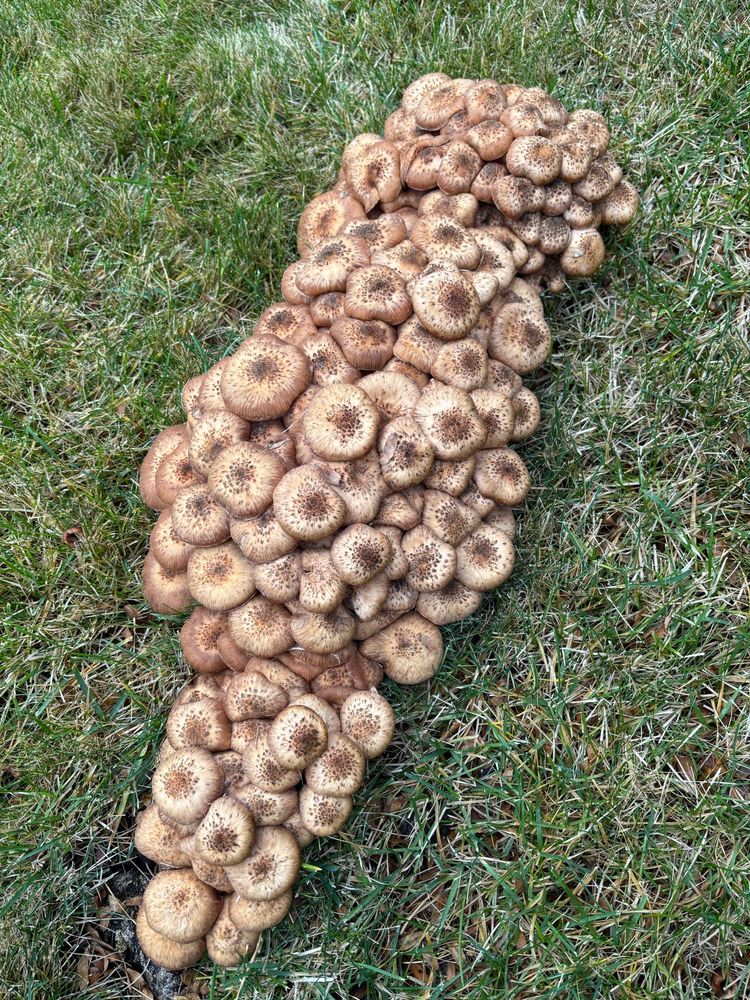 Big cluster of brown mushrooms growing in a lawn