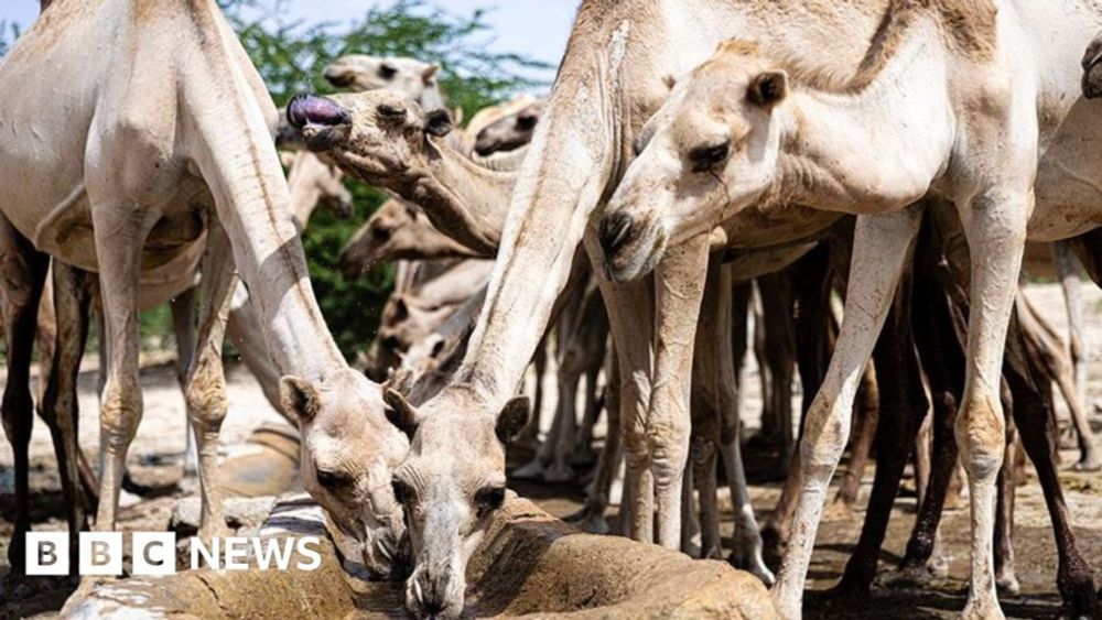 Climate change is turbo-charging Somalia’s problems - but there's still hope