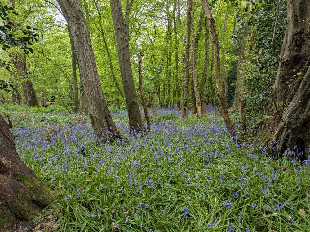 Bluebell wood