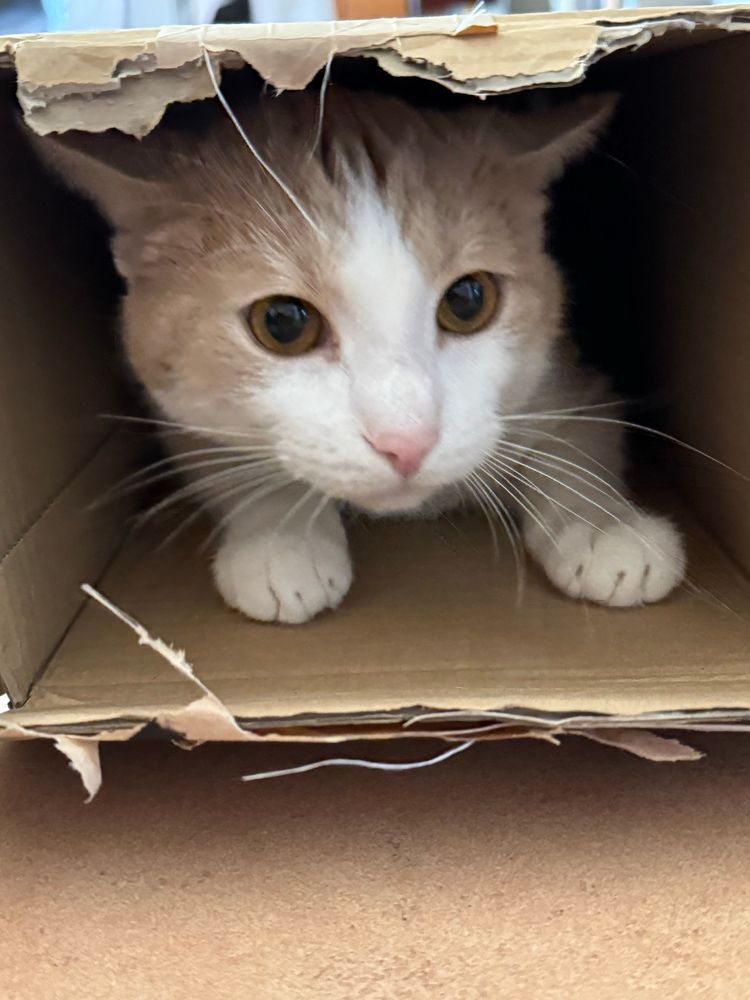 Tomcat Levi, sand-coloured with white face and paws looking from inside a cardboard carton.