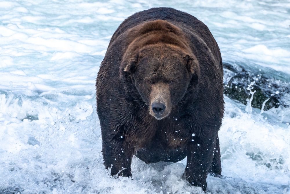 Fat Bear Week - Katmai National Park & Preserve (U.S. National Park Service)