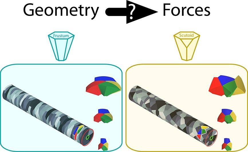 Graphical abstract of the paper. We infer Forces from geometry to find that scutoids are necessary to form epithelial tubes. 