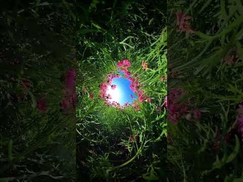 Understanding { natural visualizer }