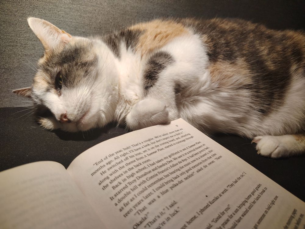 A calico cat curled up in front of an open book
