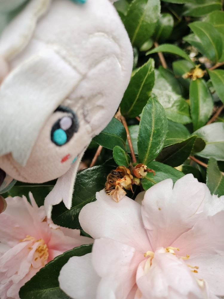 mint fantome plushie's big ass head looking at a small honeybee resting on a pink camellia flower 
